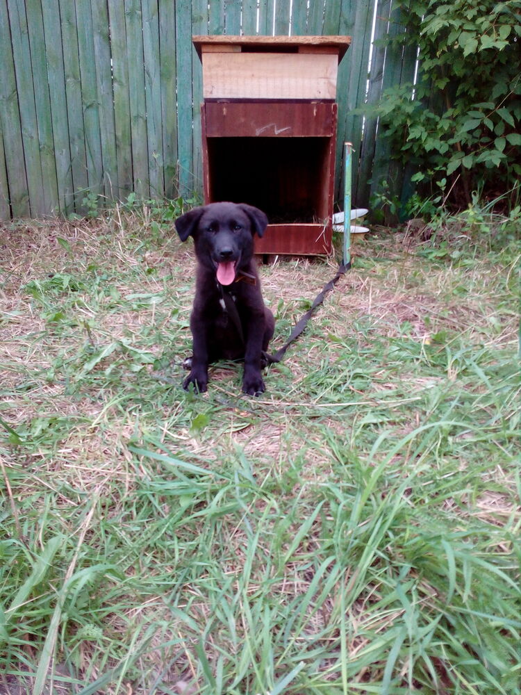 ���������� ������, ���� ������� ����, 44 ����, ������������ ��� ������, ����� � ���������, c�������� ���������, ���������