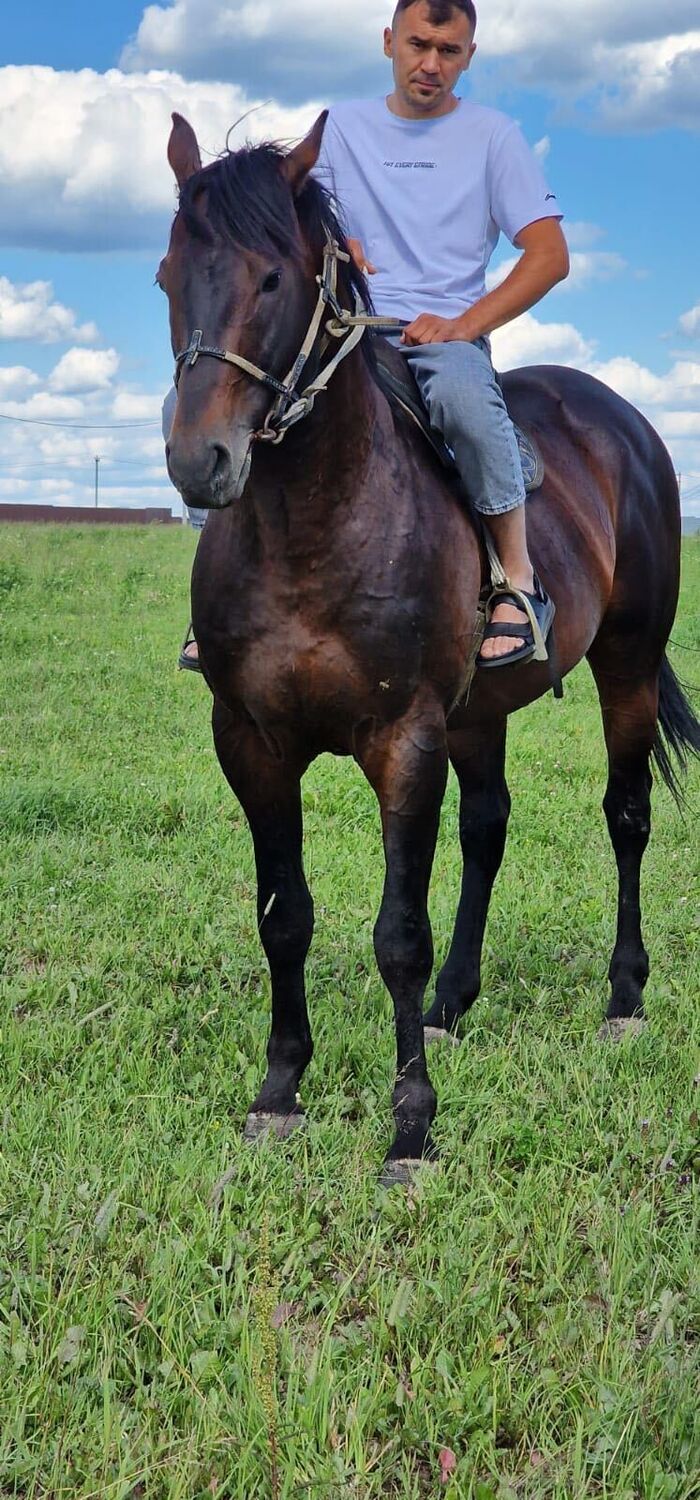 ���������� ������, ���� ������� ������, 33 ����, ������������ ��� ������, ����� � ���������, c�������� ���������, ���������