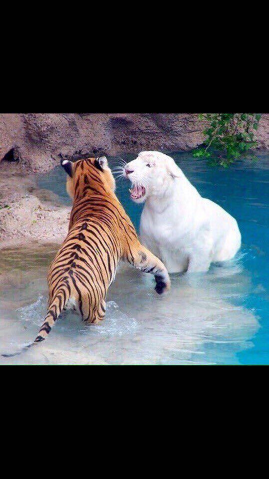 ���� 26649647 ������� ������, 30 ���, ���� ���������� � ������