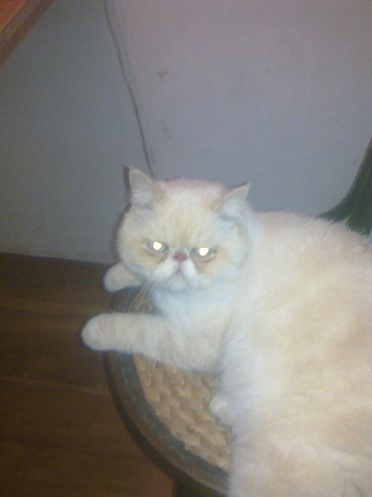 ���������� ��������, ���� ������� ������, 38 ���, ������������ ��� ������, ����� � ���������, c�������� ���������