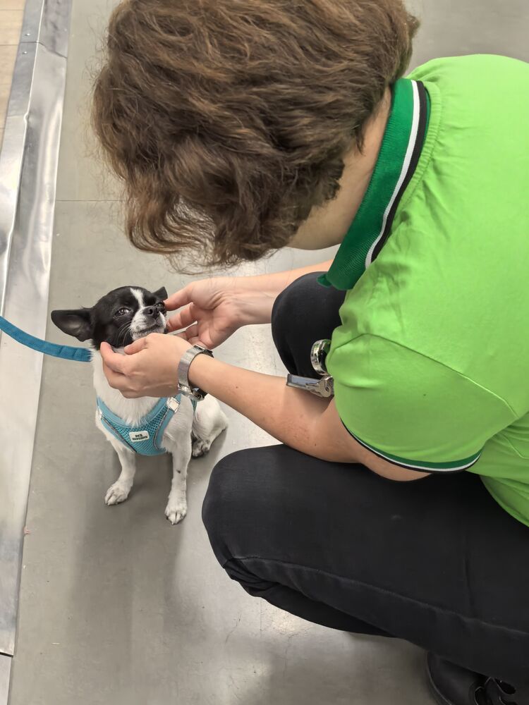 ���������� ������������, ���� ������� �����, 46 ���, ������������ ��� ������, ����� � ���������, c�������� ���������