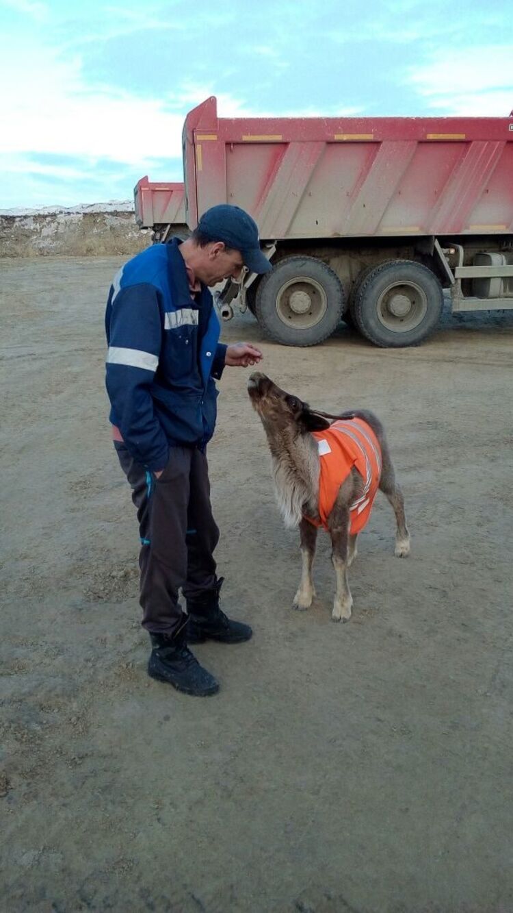 ���� 50832277 ������� �������, 51 ���, ���� ���������� � ����������