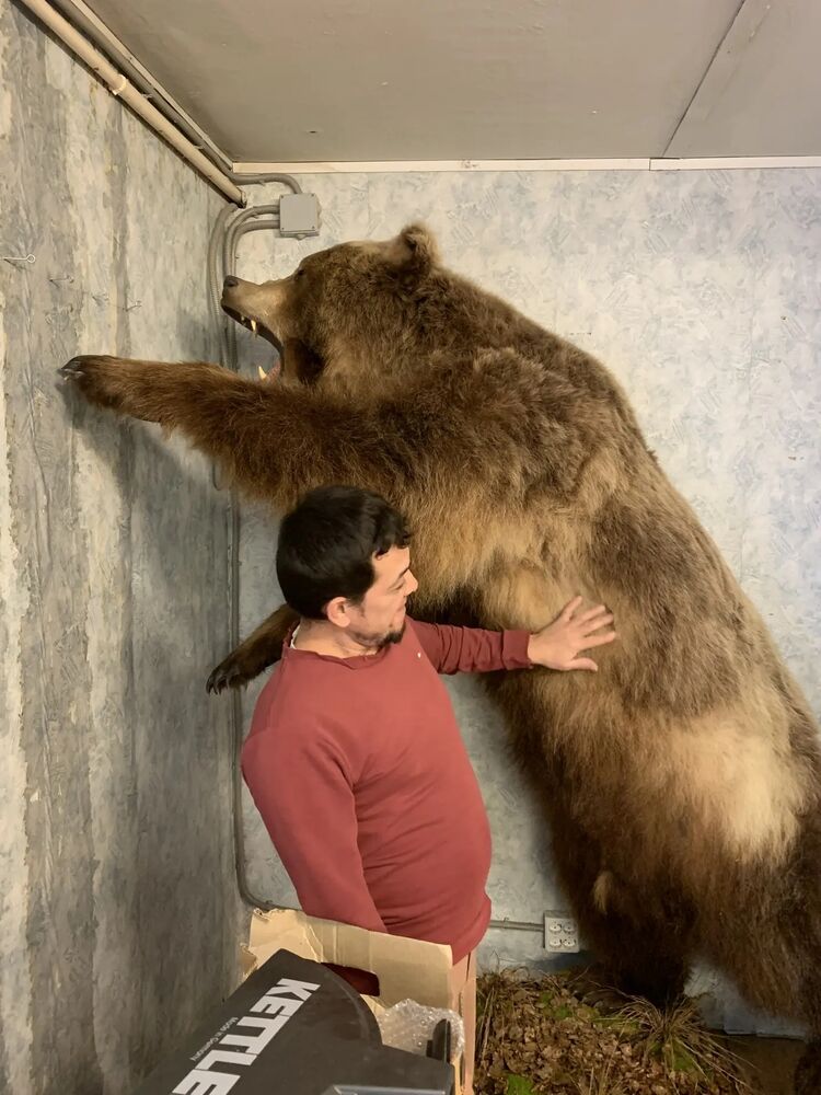 ���� 55854027 ������� �����, 43 ����, ���� ���������� � ������