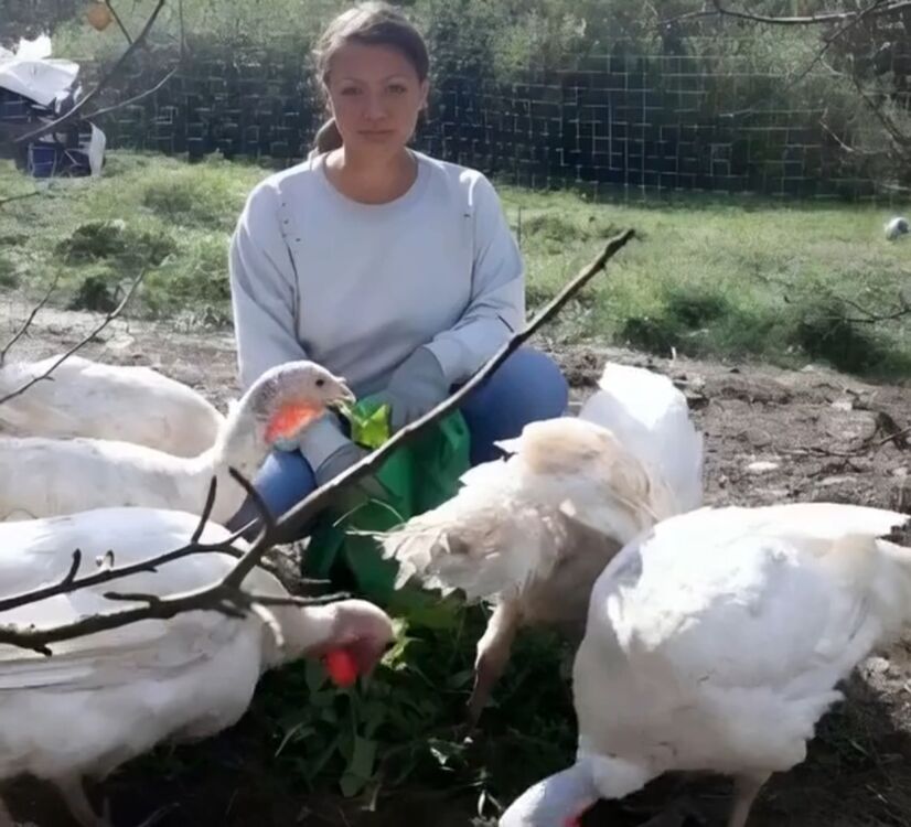 ���������� ������, ���� ������� ���, 38 ���, ������������ ��� ������, ����� � ���������, c�������� ���������, ���������