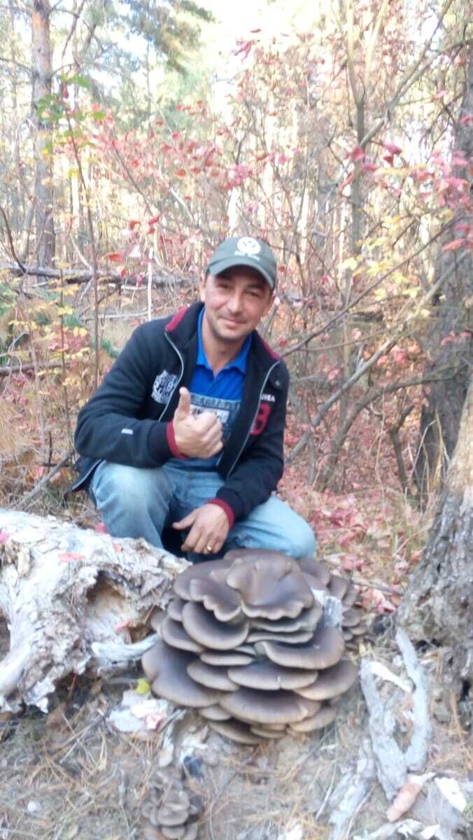 ���� 55681417 ������� ���������, 50 ���, ���� ���������� � ��������-����������