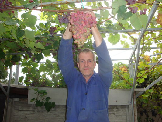  ,   Hugo, 61 ,   