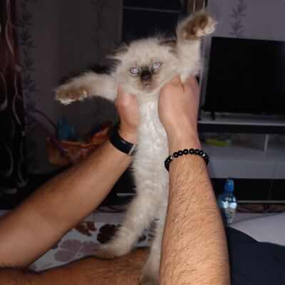  --,   , 43 ,     , c , 
