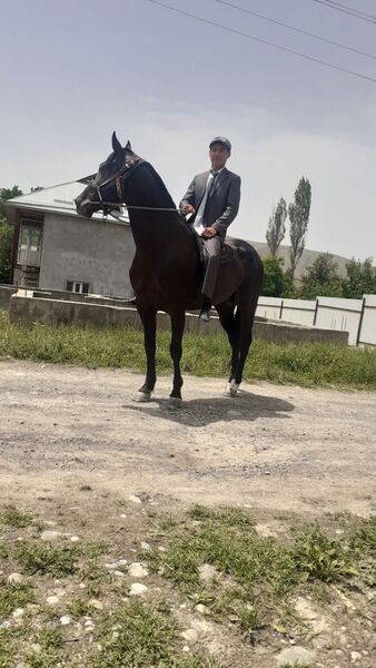  ,   Khibbat, 22 ,     , c 