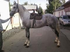  ,   , 43 ,   ,   , c 