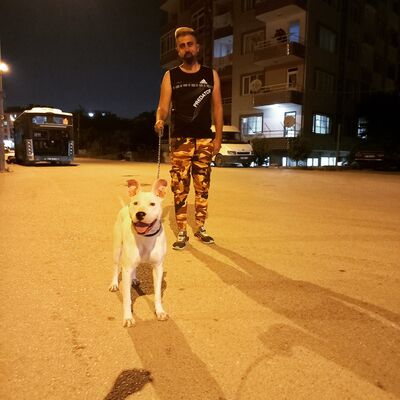  Yayladagi,   Yasarkaratas, 34 ,   ,   