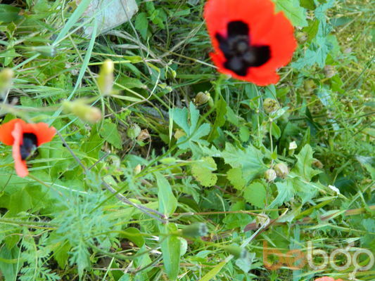 ���������� �������, ���� ������� Genius2230, 56 ���, ������������ ��� ������