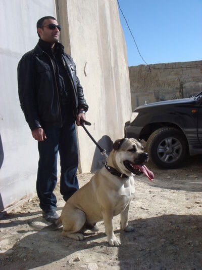  ,   Fazil, 54 ,   