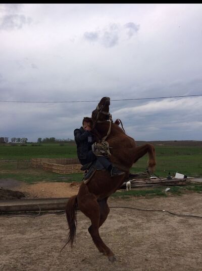  ,   Serxan, 33 ,   ,   , c 