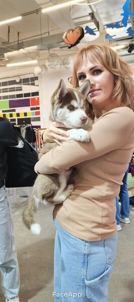  -,   , 41 ,   ,   , c 