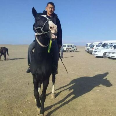  ,   Shamil, 27 ,   ,   