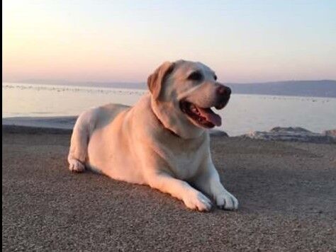  18634627  Carlos, 62 ,    